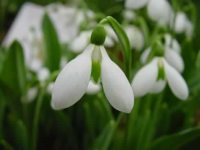 Galanthus plicatus Warham